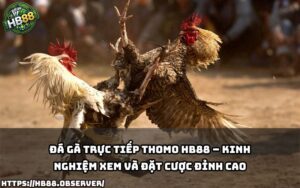Khám phá cách xem và cược Đá Gà Trực Tiếp Thomo cực chất cùng HB88 – trải nghiệm đỉnh cao