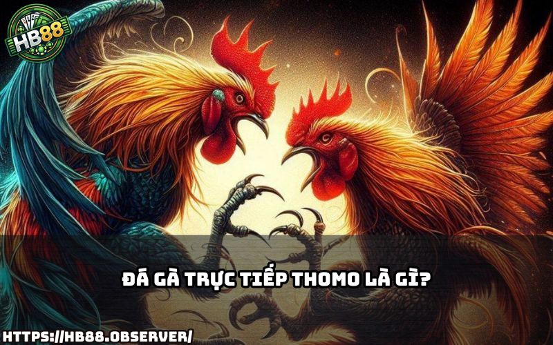 Tìm hiểu Đá Gà Trực Tiếp Thomo là gì cùng HB88 – đam mê đá gà chân thật đến từng giây phút Tìm hiểu Đá Gà Trực Tiếp Thomo là gì cùng HB88 – đam mê đá gà chân thật đến từng giây phút